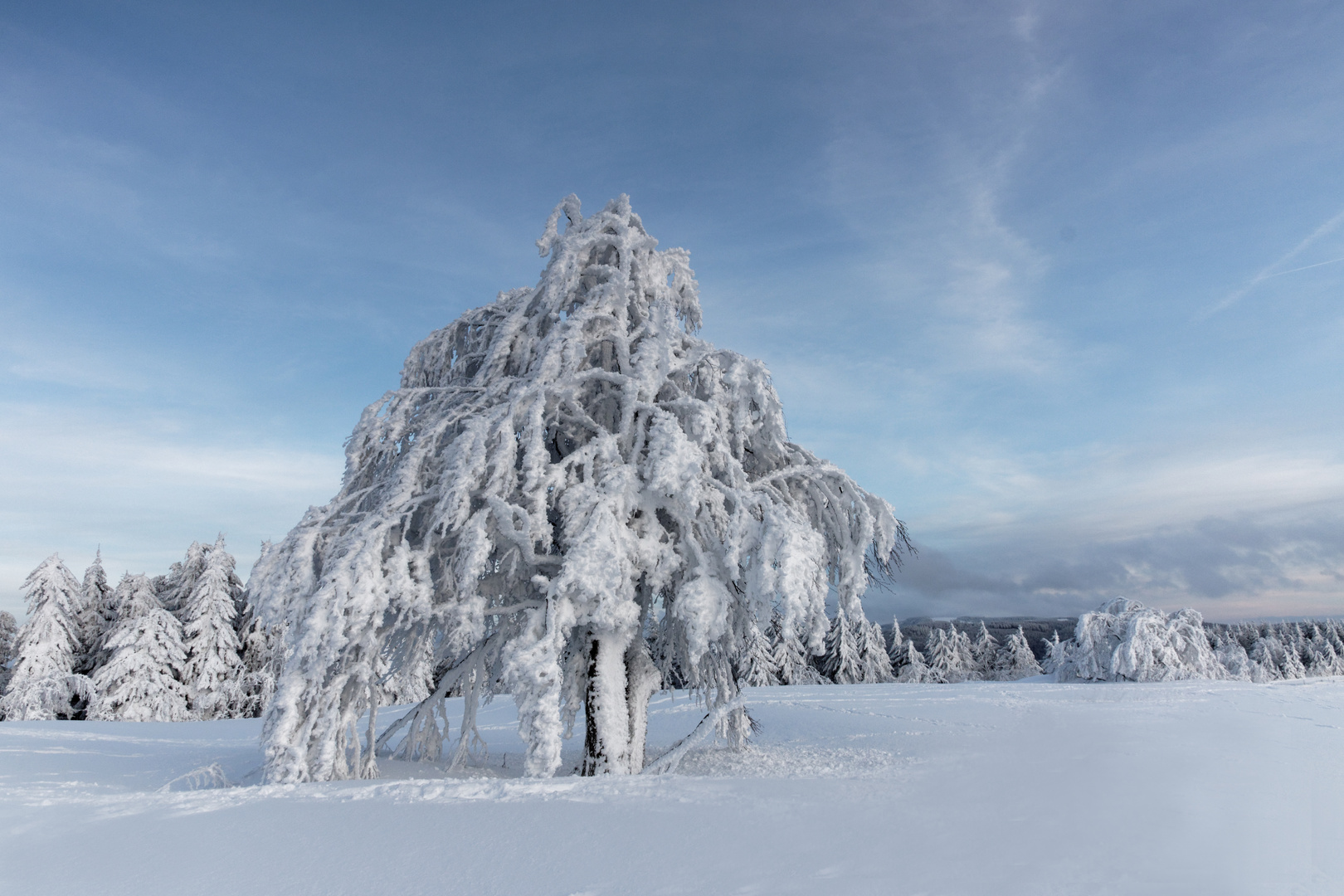 Schneezauber auf dem Schauinsland 2