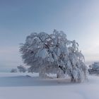 Schneezauber auf dem Schauinsland 3