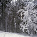 SCHNEEZAUBER IM BAYERISCHEN WALD # 1