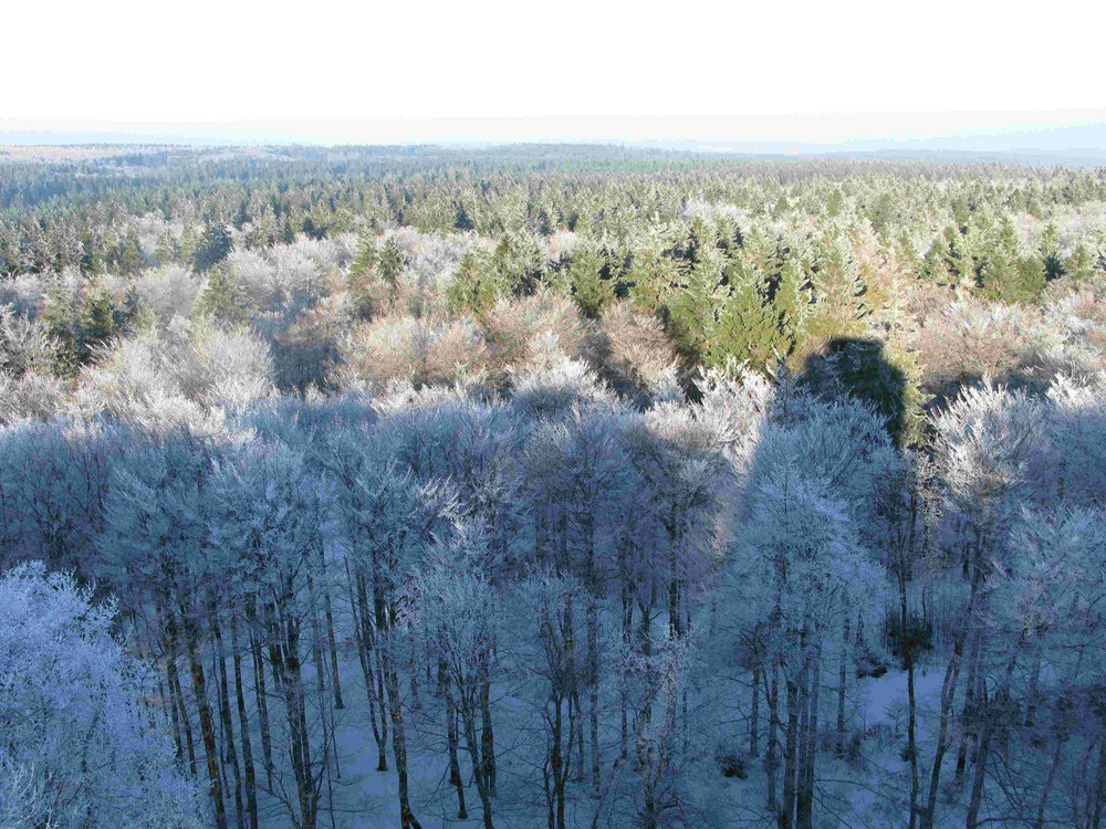 Schneezeit am Hoherodskopf