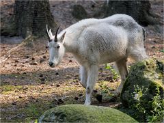 Schneeziege dunkler