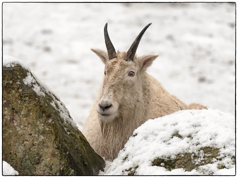 Schneeziege im Schnee