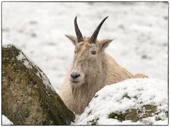 Schneeziege im Schnee