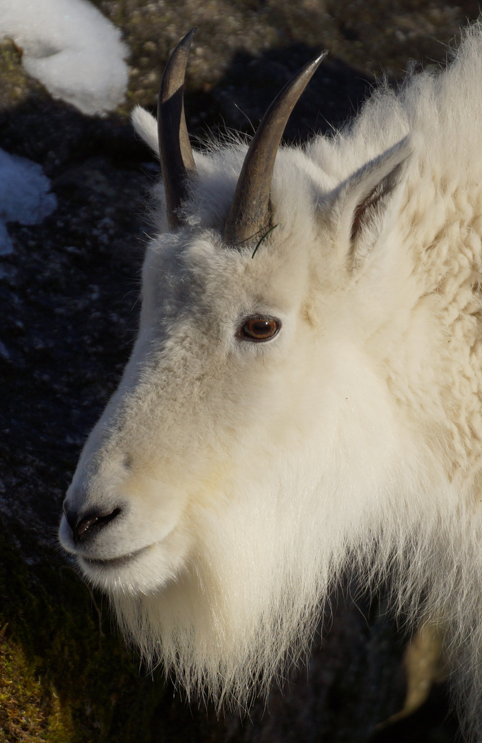 Schneeziege im Tierpark Hellabrunn