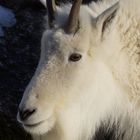 Schneeziege im Tierpark Hellabrunn