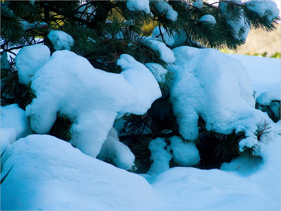 Schneeziegen