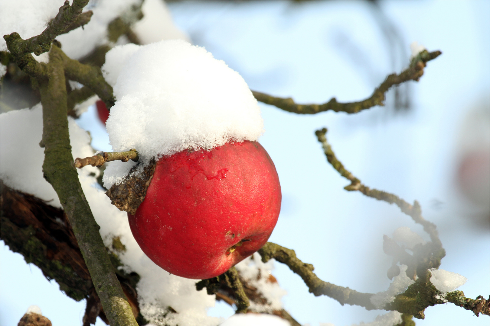 Schneezipfelchen