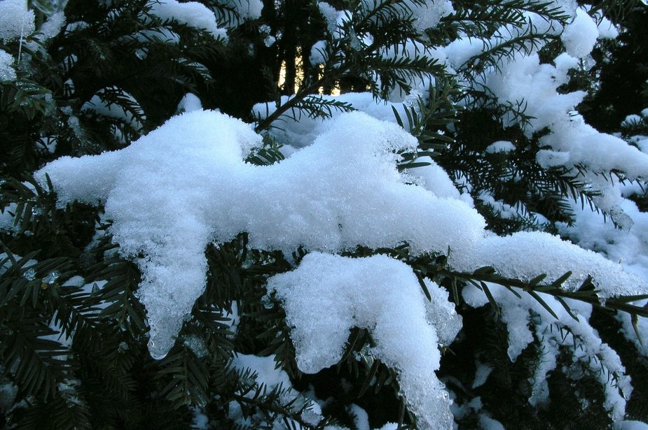 Schneezweig!