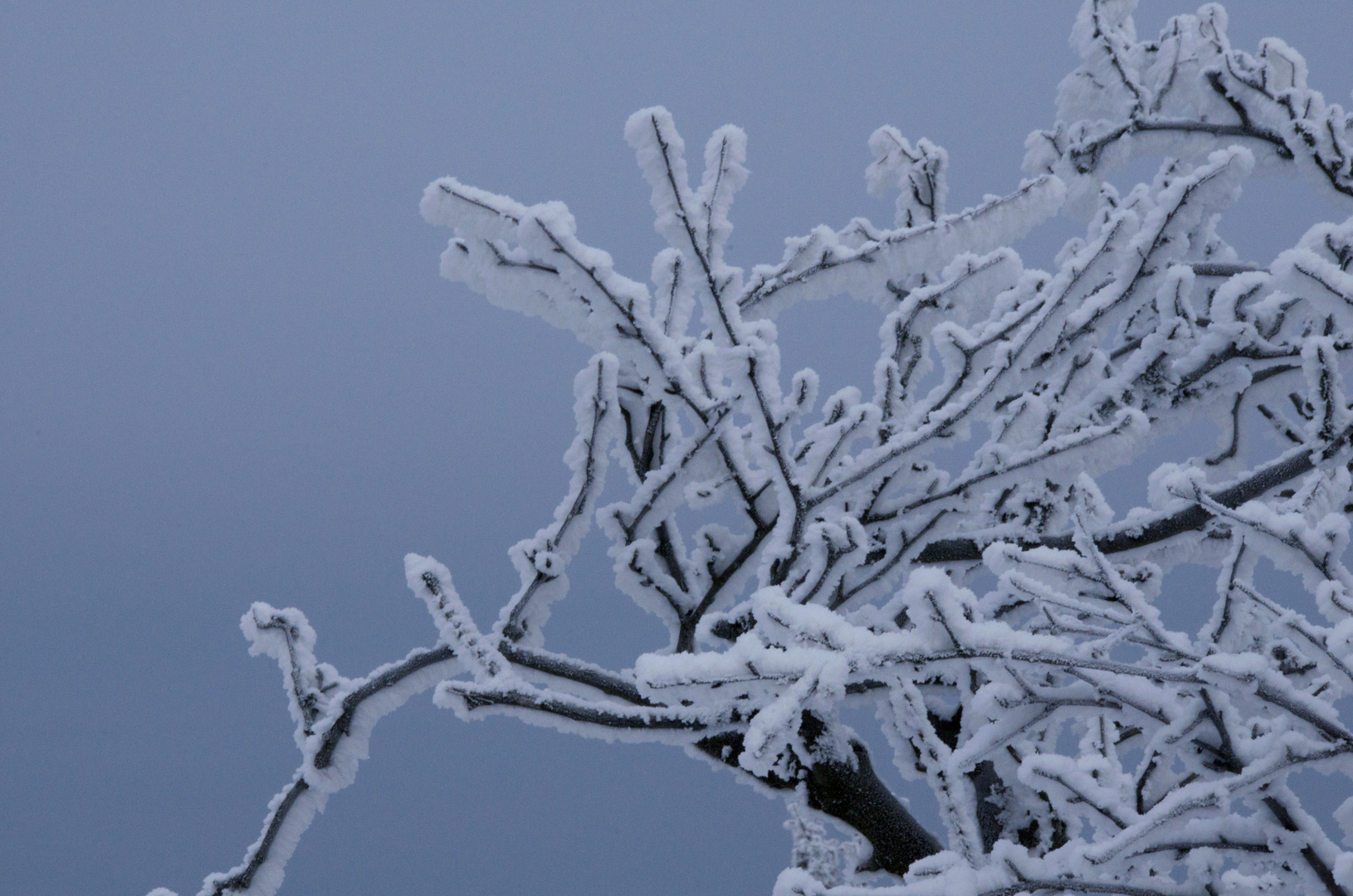 Schneezweig