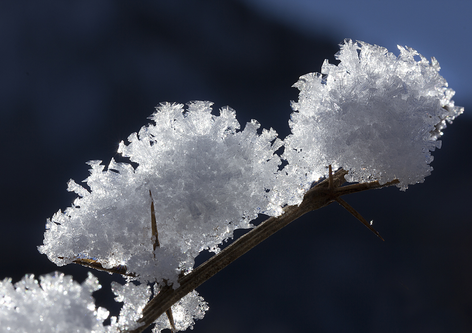 Schneezweig