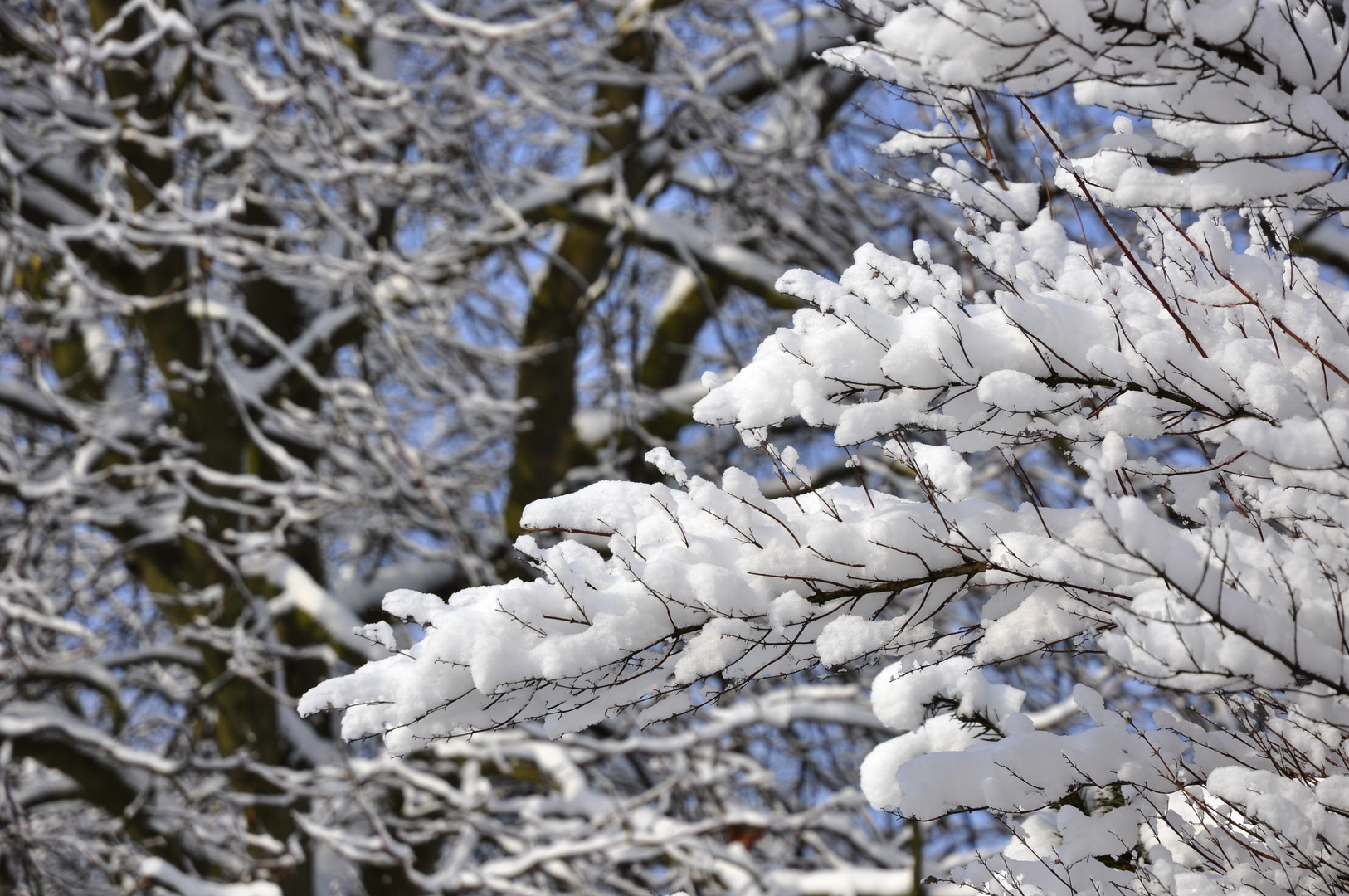 Schneezweig