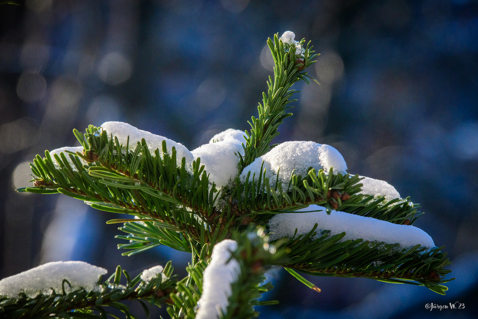 Schneezweig