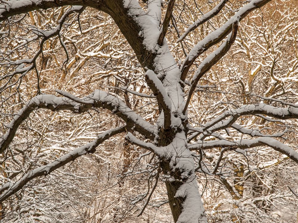 Schneezweige