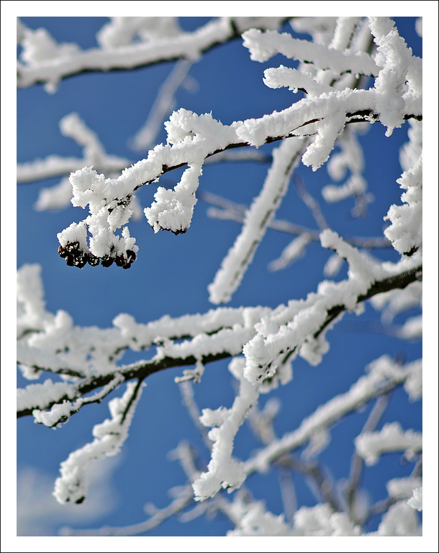 Schneezweige