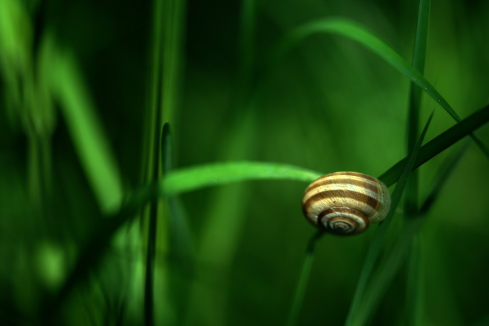 schnegge im grünen :)