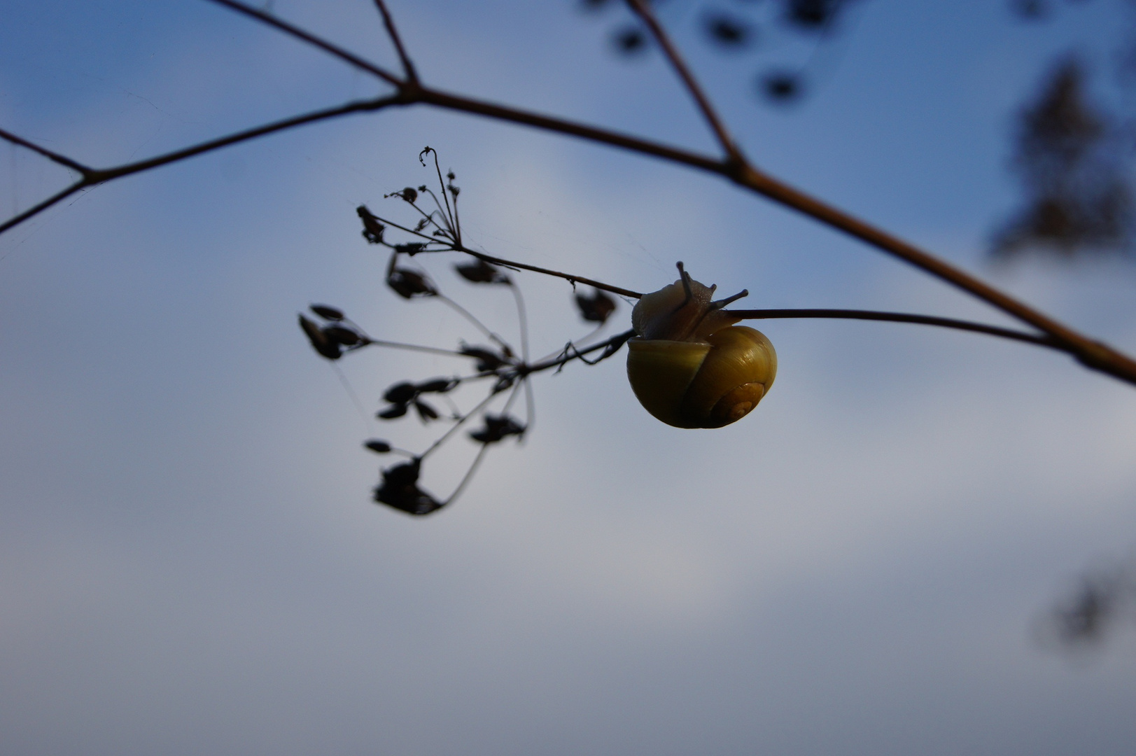 Schneggschen