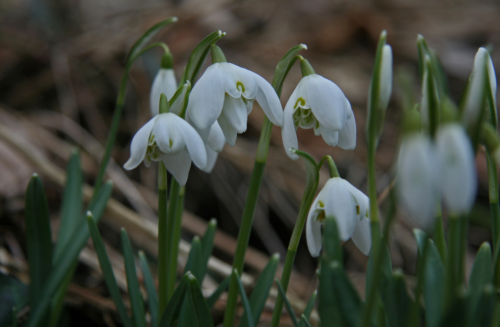 Schneglöckchen