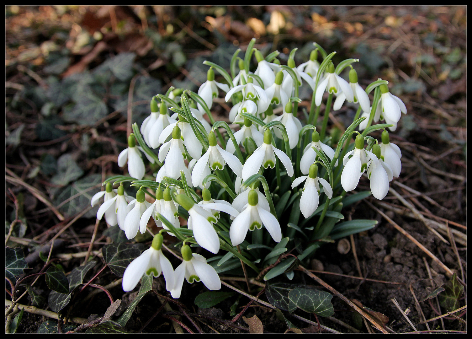 Schneglöckchen im Frühjahrsbeginn