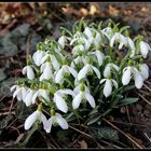 Schneglöckchen im Frühjahrsbeginn