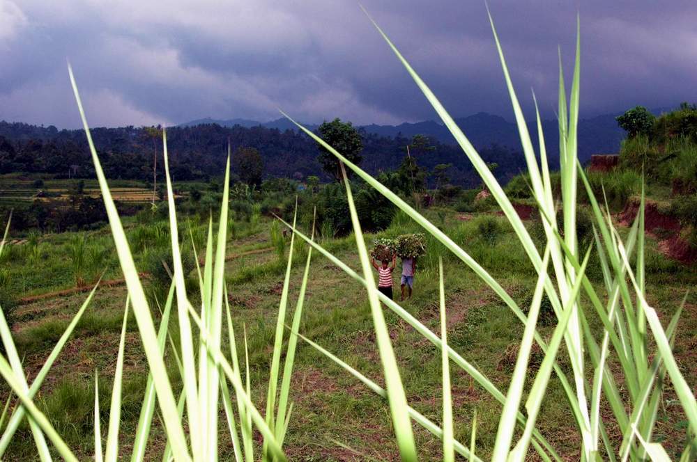 Schneidegras, Bali