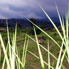 Schneidegras, Bali