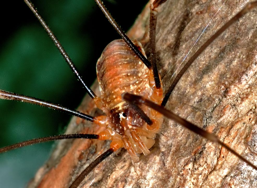 Schneider-Augen