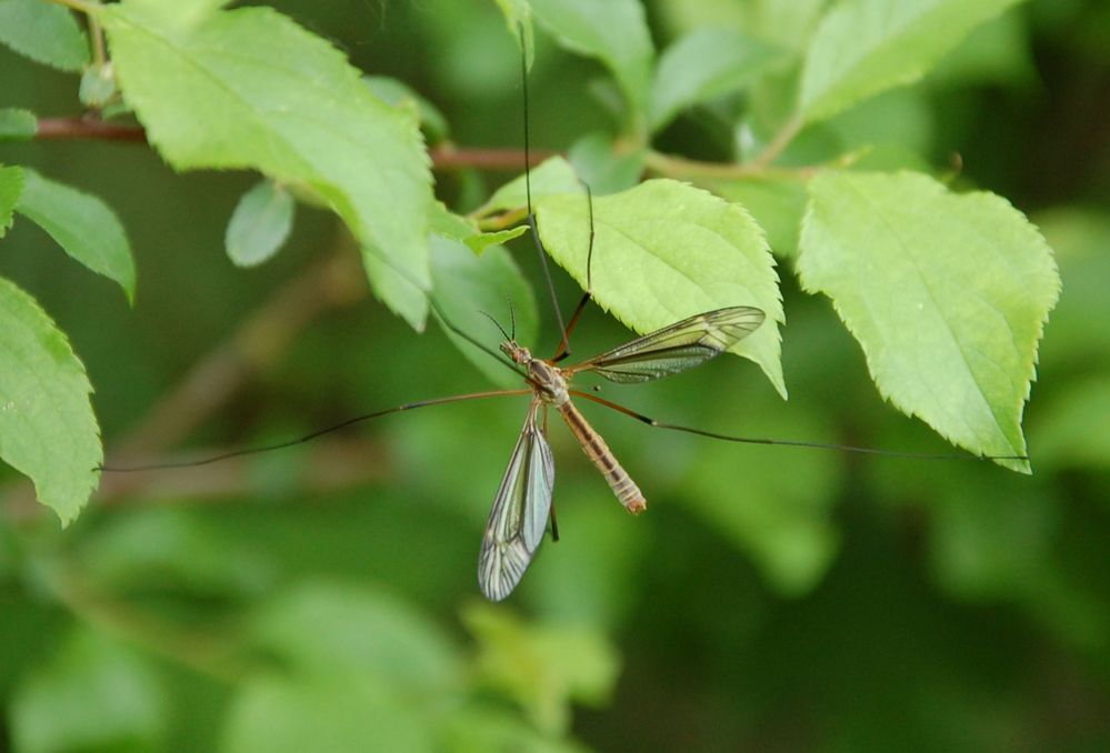 Schneider in freier Natur