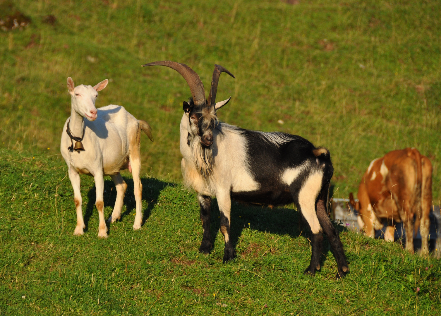 Schneidiger Bock