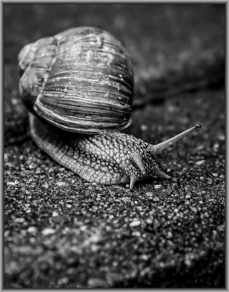 "Schnek - die Schnecke"