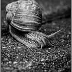 "Schnek - die Schnecke"