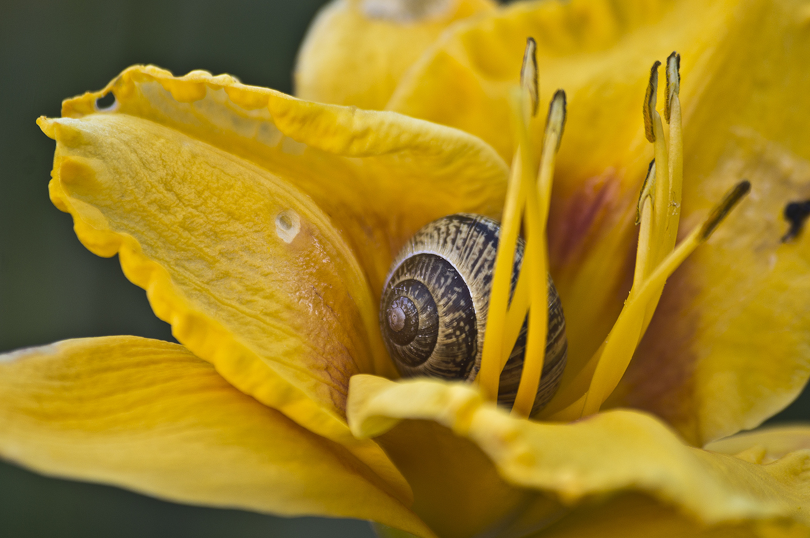 Schneke in Blüte