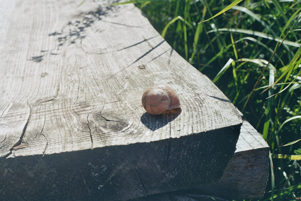 Schneke in Herbstsonne