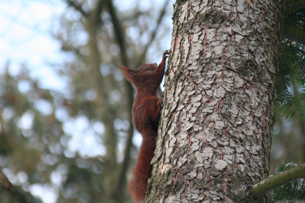 schnell auf den Baum