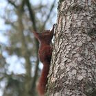 schnell auf den Baum