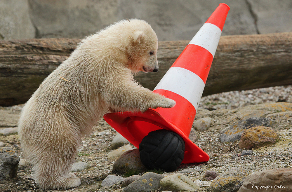 Schnell den Ball verstecken ....................................................