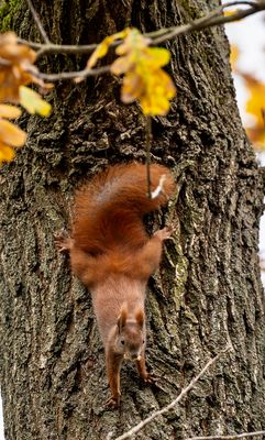 Schnell die Beute in Sicherheit bringen