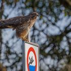 Schnell die Rettungsleine werfen