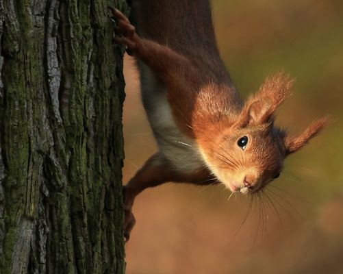 Schnell die Vorwitznase in die Sonne halten...