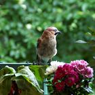 Schnell ein Schnappschuss auf dem Balkon