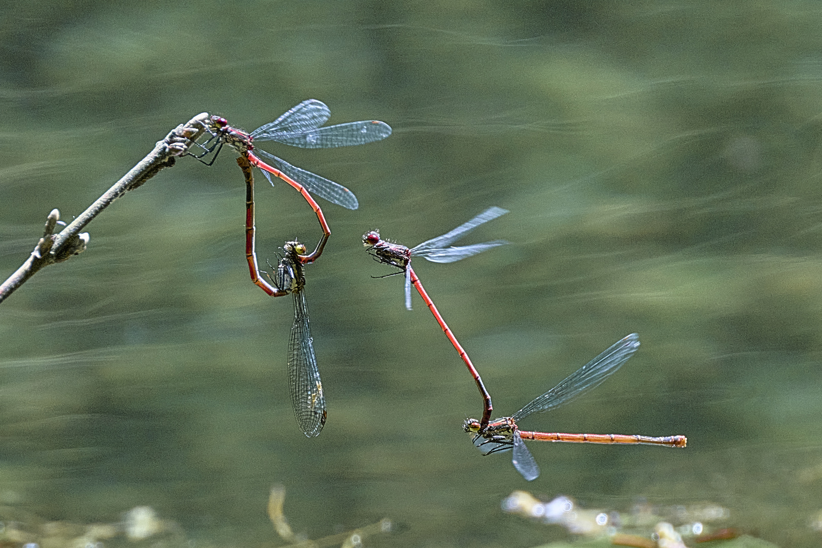 Schnell, flieg weiter