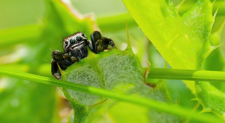 SCHNELL, GESCHICKT UND NÜTZLICH - EINE HOMMAGE AN EVARCHA ARCUATA