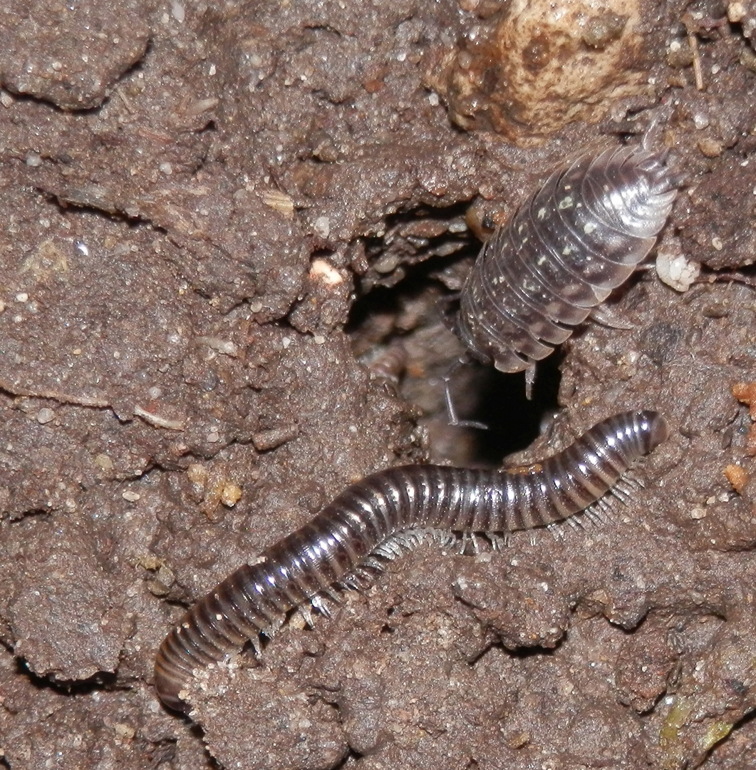 Schnell ins dunkle Loch - Mauerassel (Oniscus asellus) & Schnurfüßer