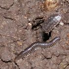 Schnell ins dunkle Loch - Mauerassel (Oniscus asellus) & Schnurfüßer