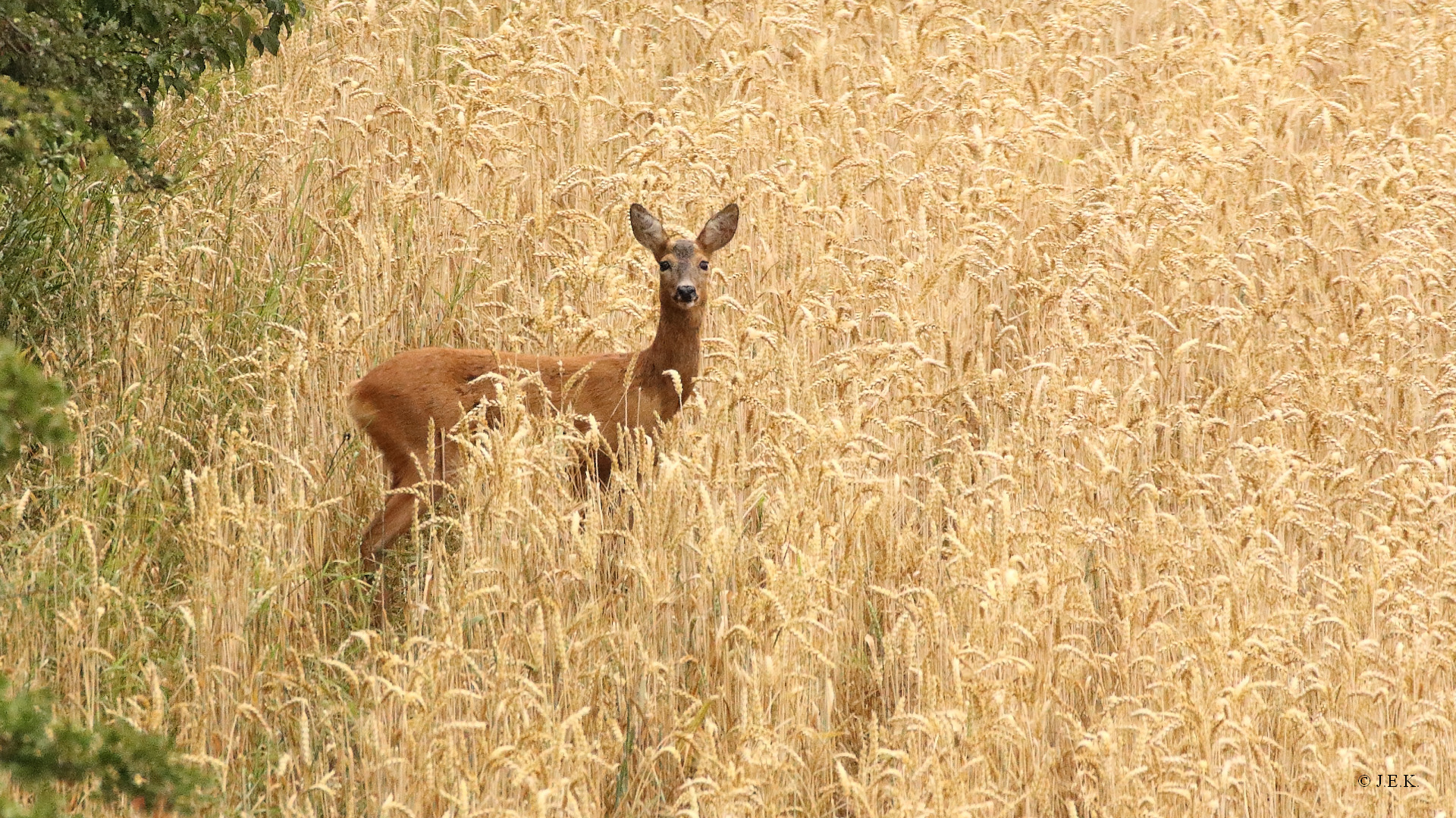 Schnell ins Feld