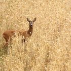 Schnell ins Feld