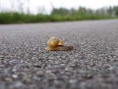 Schnell kleine Schnecke