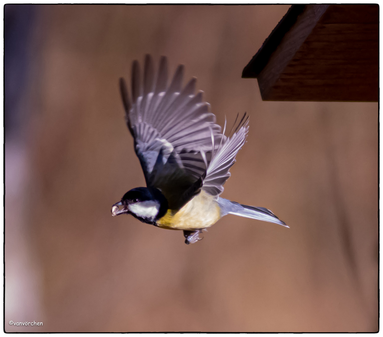 schnell kleiner Vogel 