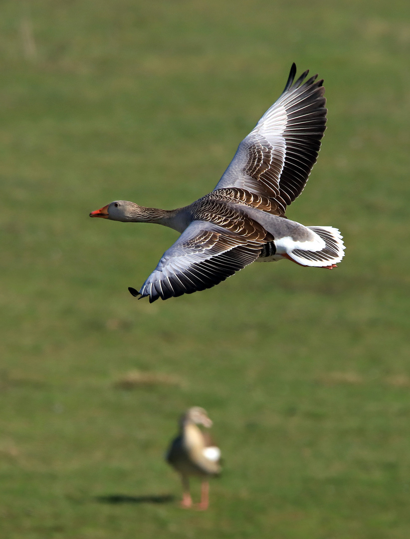 Schnell, kraftvoll und elegant, Greylag goose on the wing 