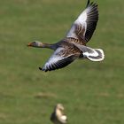 Schnell, kraftvoll und elegant, Greylag goose on the wing 