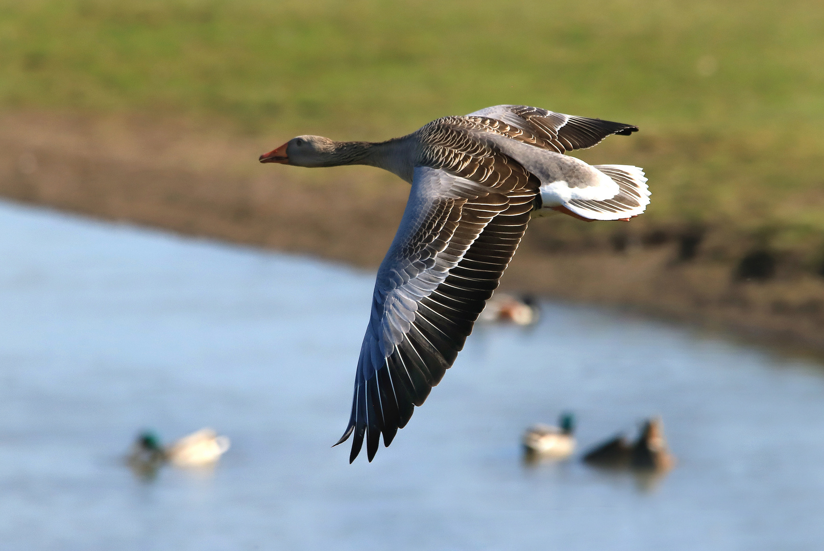 Schnell, kraftvoll und elegant ist der Flug der großen Graugans, Greylag goose on the wing